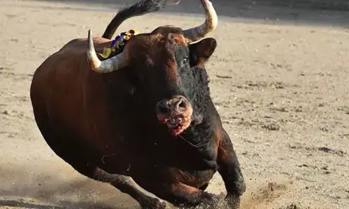 ಶಿಕಾರಿಪುರ: ಹೋರಿ ಹಬ್ಬದ ವೇಳೆ ಹೋರಿ ತಿವಿದು ಯುವಕನಿಗೆ ಗಂಭೀರ ಗಾಯ