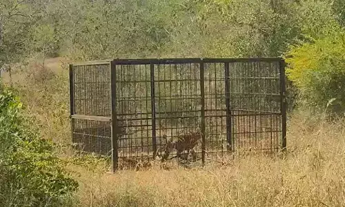 Chamarajanagar | ದೇಪಾಪುರದಲ್ಲಿ ಬೋನಿಗೆ ಬಿದ್ದ ಹುಲಿ; ನಿಟ್ಟುಸಿರು ಬಿಟ್ಟ ಗ್ರಾಮಸ್ಥರು