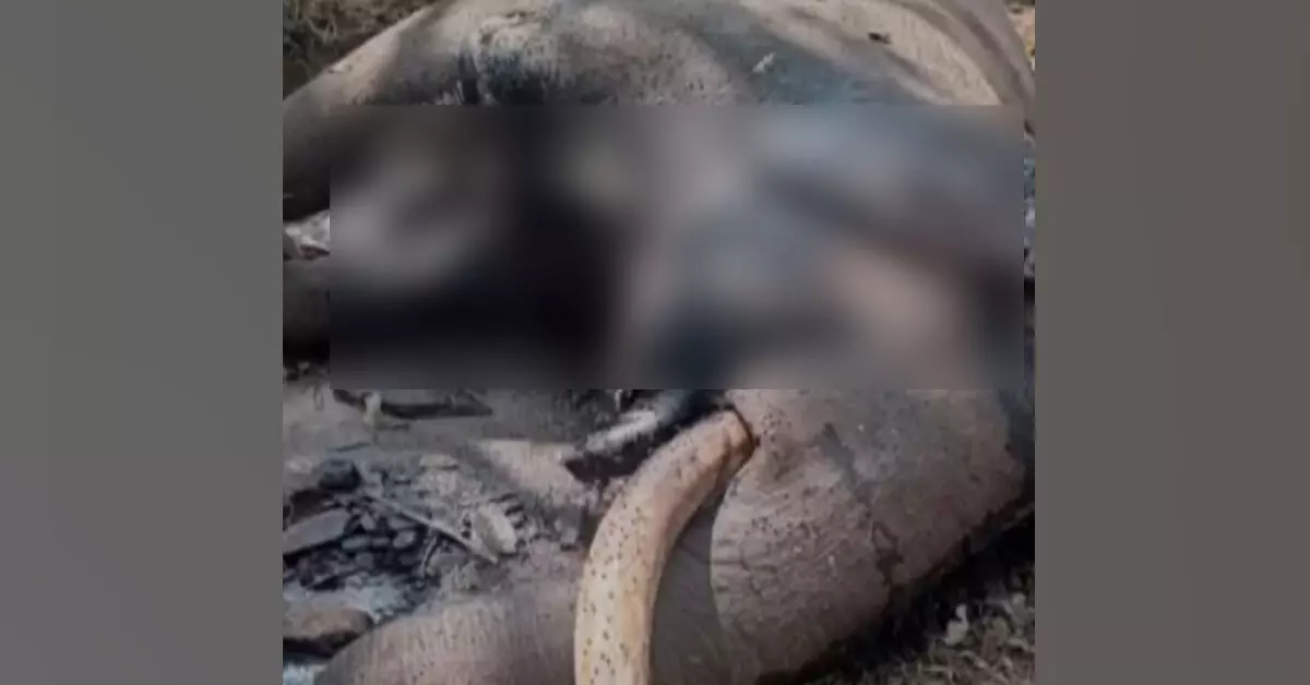 Chamarajanagar | ಬಿಆರ್ಟಿ ಹುಲಿ ಸಂರಕ್ಷಿತ ಪ್ರದೇಶದ ಎರೆಕಟ್ಟೆ ಬಳಿ ಗಂಡಾನೆಯ ಕಳೇಬರ ಪತ್ತೆ Chamarajanagar | ಬಿಆರ್ಟಿ ಹುಲಿ ಸಂರಕ್ಷಿತ ಪ್ರದೇಶದ ಎರೆಕಟ್ಟೆ ಬಳಿ ಗಂಡಾನೆಯ ಕಳೇಬರ ಪತ್ತೆ