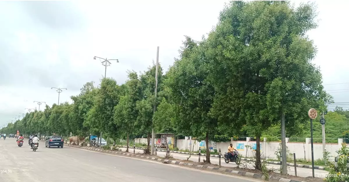 ಬಿಸಿಲನಾಡಿನಲ್ಲಿ ಎಗ್ಗಿಲ್ಲದೆ ಬೆಳೆದ ಕೋನೊಕಾರ್ಪಸ್ ಬಿಸಿಲನಾಡಿನಲ್ಲಿ ಎಗ್ಗಿಲ್ಲದೆ ಬೆಳೆದ ಕೋನೊಕಾರ್ಪಸ್