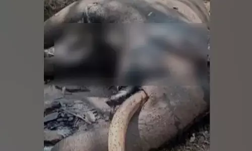 Chamarajanagar  | ಬಿಆರ್‌ಟಿ ಹುಲಿ ಸಂರಕ್ಷಿತ ಪ್ರದೇಶದ ಎರೆಕಟ್ಟೆ ಬಳಿ ಗಂಡಾನೆಯ ಕಳೇಬರ ಪತ್ತೆ