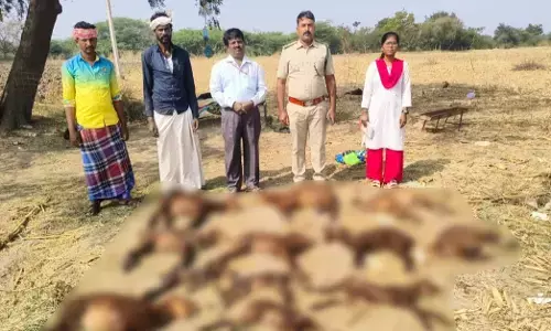 ಕುಕನೂರು | ತೋಳ ದಾಳಿ : 12 ಕುರಿಗಳು ಸಾವು