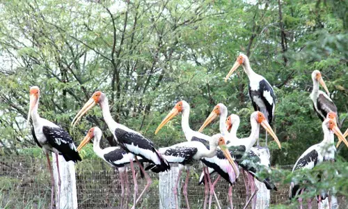 ಮನ್ಸಲಾಪುರ, ಮರ್ಚೆಡ್ ಕೆರೆಗಳಲ್ಲಿ ವಿದೇಶಿ ಹಕ್ಕಿಗಳ ಕಲರವ
