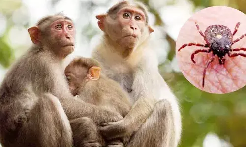 ಮಂಗನ ಕಾಯಿಲೆ: ಅರಣ್ಯದಂಚಿನ ಗ್ರಾಮಗಳಲ್ಲಿ ಆತಂಕದ ಛಾಯೆ