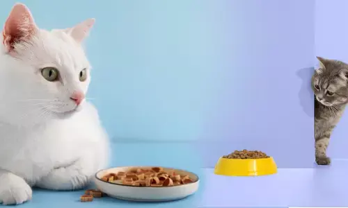 ಈ ಐದು ಆಹಾರಗಳನ್ನು ಬೆಕ್ಕುಗಳಿಗೆ ನೀಡಲೇಬಾರದು!