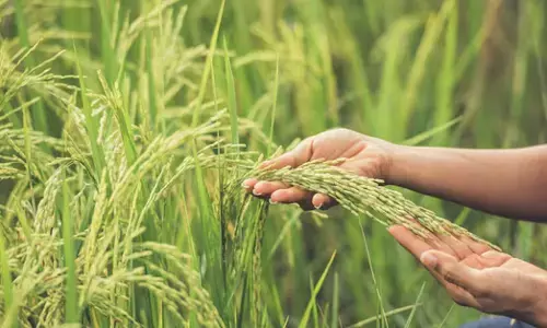 ವಿಶ್ವದ ಅತಿದೊಡ್ಡ ಅಕ್ಕಿ ಉತ್ಪಾದಿಸುವ ರಾಷ್ಟ್ರವಾಗಿ ಚೀನಾವನ್ನು ಹಿಂದಿಕ್ಕಿದ ಭಾರತ