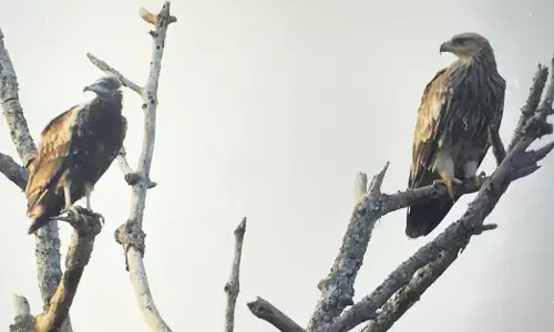 An Imperial Eagle (right), spotted in Mudumalai Tiger Reserve