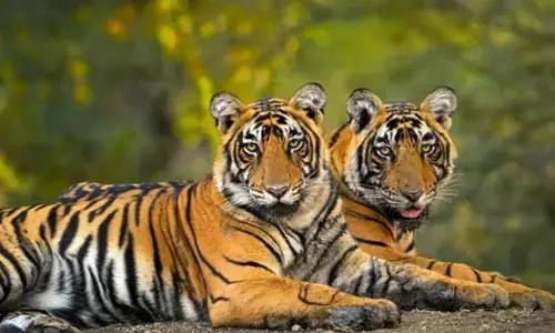 Wildlife | ಕಾಡಿನಲ್ಲಿ ಹುಲಿಗಳ ಟೆರಿಟರಿ ಫೈಟ್!