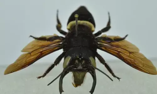 ‘ಫ್ಲೈಯಿಂಗ್ ಸಾಸರ್ ಅಲ್ಲ ‘ಫ್ಲೈಯಿಂಗ್ ಬುಲ್‌ಡಾಗ್’!