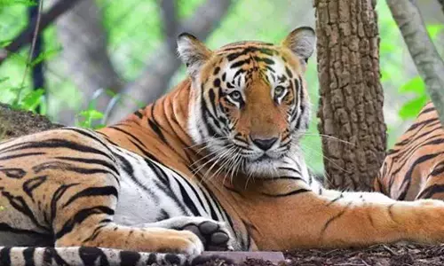 Wildlife: ದೇಶದಲ್ಲಿ 2025ರಲ್ಲಿ 166 ಹುಲಿಗಳು ಸಾವು!