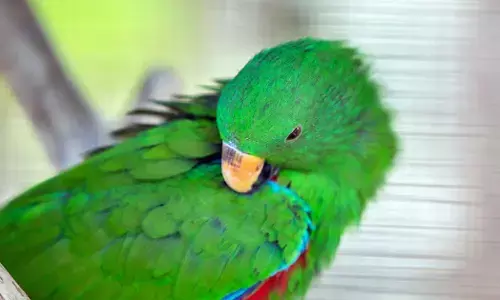 Madhya Pradesh | ಕಲುಷಿತ ಆಹಾರ ಸೇವಿಸಿ 200 ಗಿಳಿಗಳ ಸಾವು