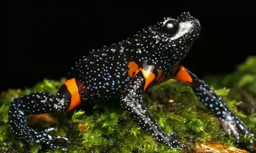 ಫೋಟೋ ತೆಗೆಯುವ ಹುಚ್ಚಿಗೆ ಕಣ್ಮರೆಯಾದ ವಿನಾಶದಂಚಿನಲ್ಲಿರುವ ಗ್ಯಾಲಕ್ಸಿ ಕಪ್ಪೆ!