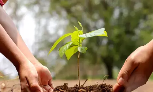 ತಾಪಮಾನ ಏರಿಕೆ ತಡೆಯಲು ಮರಗಳನ್ನು ನೆಡುವುದು ಪರಿಹಾರವಲ್ಲ!