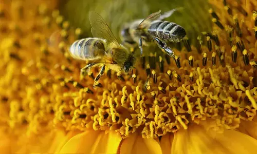 ನಿಯಮ ಮುರಿದರೆ ಶಿಕ್ಷಿಸುವ ಏಳು ಪ್ರಾಣಿ ಪ್ರಬೇಧಗಳು