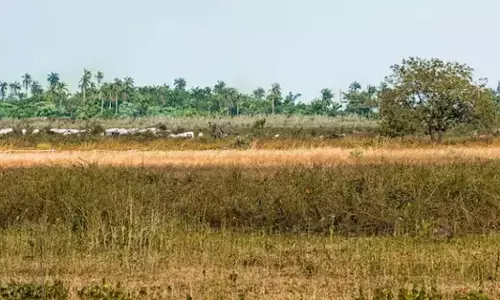 ಸಂಪಾದಕೀಯ | ಅರಣ್ಯ ಭೂಮಿ ಗುತ್ತಿಗೆ ನೀಡುವುದು ಬೇಡ