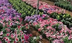 ಜ.25ರಿಂದ ಉಡುಪಿಯಲ್ಲಿ ಫಲ - ಪುಷ್ಪ ಪ್ರದರ್ಶನ