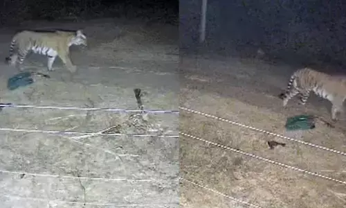 Chamarajanagar | ನಂಜೇದೇವನಪುರದಲ್ಲಿ ಮತ್ತೆ ಕಾಣಿಸಿಕೊಂಡ ಹುಲಿ : ಸಿಸಿಟಿವಿಯಲ್ಲಿ ದೃಶ್ಯ ಸೆರೆ