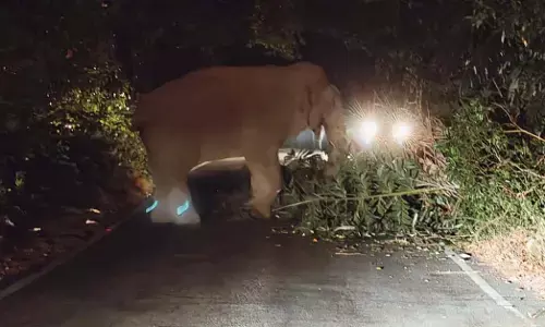 ಚಾರ್ಮಾಡಿ ಘಾಟಿಯಲ್ಲಿ ಕಾಣಿಸಿಕೊಂಡ ಕಾಡಾನೆ: ವಾಹನ ಸಂಚಾರ ಅಸ್ತವ್ಯಸ್ತ