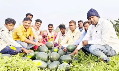 ಕಲ್ಲಂಗಡಿ ಕೃಷಿಯಲ್ಲಿ ಬಂಪರ್ ಆದಾಯ ಗಳಿಸಿದ ರೈತ