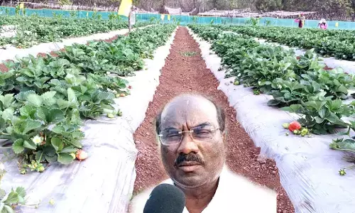 ಉತ್ತರ ಕರ್ನಾಟಕದಲ್ಲಿಯೇ ಮೊಟ್ಟ ಮೊದಲು ಸ್ಟ್ರಾಬೆರಿ ಬೆಳೆದು ಯಶಸ್ಸು ಕಂಡ ಬೀದರ್ ರೈತ