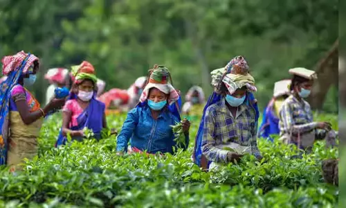 ಎಸ್‌ಐಆರ್: ಉತ್ತರ ಬಂಗಾಳದಲ್ಲಿ ಚಹಾತೋಟಗಳ ಕಾರ್ಮಿಕರ ಉದ್ಯೋಗ ದಾಖಲೆಗಳಿಗೆ ಗುರುತಿನ ಚೀಟಿಯಾಗಿ ಮಾನ್ಯತೆ