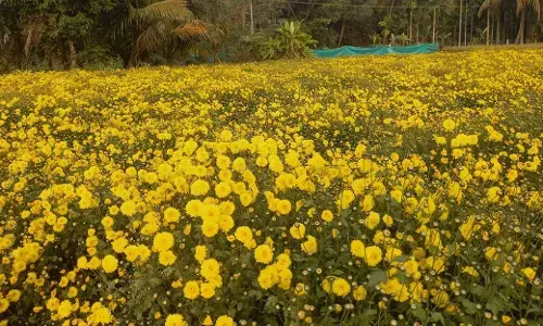 ಹೆಮ್ಮಾಡಿಯಲ್ಲೀಗ ಬೆಳೆಯುತ್ತಿದೆ ಚಿತ್ರದುರ್ಗದ ‘ಚಾಂದಿನಿ’ ಸೇವಂತಿಗೆ
