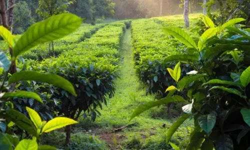 Chikkamagaluru | ಮೇಲ್ವರ್ಗದವರಿಂದ ದಲಿತರ ಭೂಮಿ ಕಬಳಿಸಲು ಯತ್ನ: ಆರೋಪ