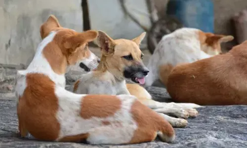 ತೆಲಂಗಾಣ | ಚುನಾವಣಾ ಭರವಸೆ ಈಡೇರಿಸಲು ಬೀದಿನಾಯಿಗಳ ಹತ್ಯೆ: ಸರಪಂಚರ ವಿರುದ್ಧ ಪ್ರಕರಣ ದಾಖಲು