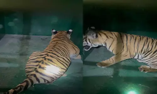 Chamarajanagar | ನಂಜೇದೇವನಪುರ ಬಳಿ ಹುಲಿ ಮರಿ ಸೆರೆ