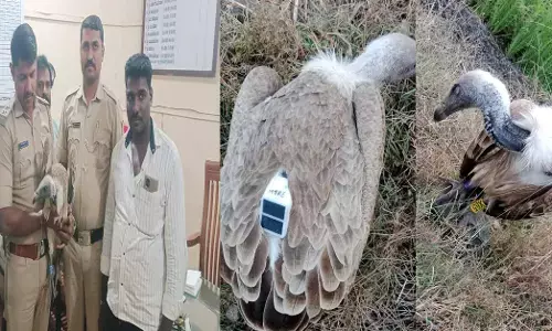 Vijayapura | ಚಡಚಣದಲ್ಲಿ ಟ್ರ್ಯಾಕರ್, ಜಿಪಿಎಸ್ ಹೊಂದಿದ್ದ ರಣಹದ್ದು ಪತ್ತೆ