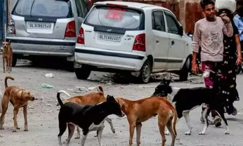 ಕಂಪ್ಲಿ | ಆಟವಾಡುತ್ತಿದ್ದ ಮಗುವಿನ ಮೇಲೆ ಬೀದಿ ನಾಯಿಗಳಿಂದ ದಾಳಿ