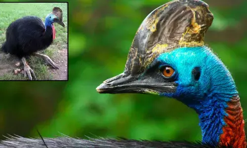 ಜಗತ್ತಿನ ಅತಿ ಭಯಾನಕ ಪಕ್ಷಿ ಕ್ಯಾಸೋವರಿ ಬಗ್ಗೆ ನಿಮಗೆ ಗೊತ್ತೆ?