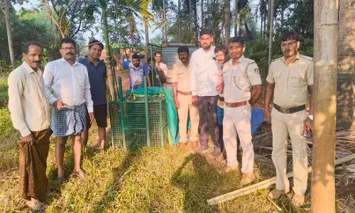 ಹೇರೂರು ಚಿಕ್ತಾಡಿಯಲ್ಲಿ ಬೋನಿಗೆ ಬಿದ್ದ ಚಿರತೆ
