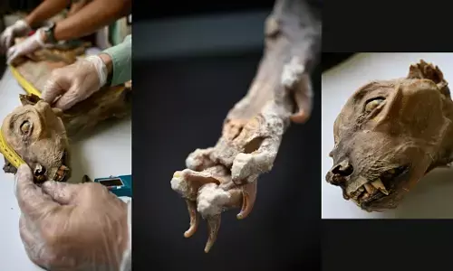 ಸೌದಿ ಗುಹೆಗಳಲ್ಲಿ ಮೊದಲ ಬಾರಿಗೆ ಚೀತಾ ಮಮ್ಮಿಗಳು ಪತ್ತೆ!