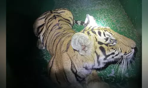 Chamarajanagar | ನಂಜೇದೇವನಪುರ ಬಳಿ ಮತ್ತೆ 10 ತಿಂಗಳ ಗಂಡು ಹುಲಿ ಮರಿ ಸೆರೆ