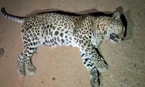 ವಿಜಯನಗರ| ಅಪರಿಚಿತ ವಾಹನ ಢಿಕ್ಕಿ ಹೊಡೆದು ಚಿರತೆ ಸಾವು