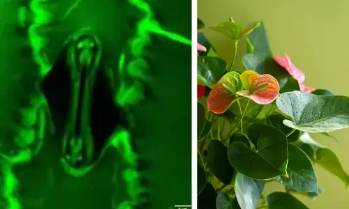 ಸಸ್ಯಗಳು ‘ಉಸಿರಾಡುವುದನ್ನು’ ನೋಡುವ ಸಾಧನ ಕಂಡು ಹಿಡಿದ ಸಂಶೋಧಕರು!