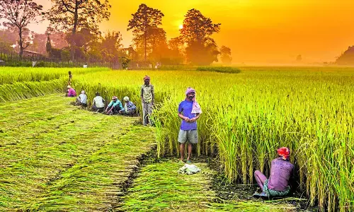 ಕರಾವಳಿಯಲ್ಲಿ ನೈಸರ್ಗಿಕ ಕೃಷಿ ಅಭಿಯಾನ: ಉಡುಪಿ-1875, ದ.ಕ.-3088 ಎಕರೆ ಪ್ರದೇಶದಲ್ಲಿ ಸಾವಯವ ಬೆಳೆ