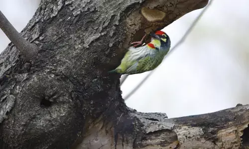 ಕಲಬುರಗಿ | ಸರಕಾರಿ ಸ್ವಾಯತ್ತ ಮಹಾವಿದ್ಯಾಲಯದಲ್ಲಿ ಪಕ್ಷಿ ವೀಕ್ಷಣೆ ಕಾರ್ಯಕ್ರಮ
