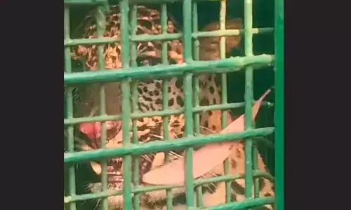 ಬೈಂದೂರು: ಚಿಕ್ತಾಡಿ ಬಳಿ ಮತ್ತೊಂದು ಚಿರತೆ ಬೋನಿಗೆ