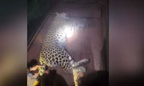 ಹನೂರು | ಯುವಕನ ಸಾವಿಗೆ ಕಾರಣವಾಗಿದ್ದ ಚಿರತೆಯನ್ನು ಸೆರೆ ಹಿಡಿದ ಅರಣ್ಯ ಇಲಾಖೆ