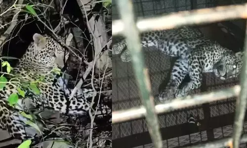 ಚಾಮರಾಜನಗರ: ಪಾದಯಾತ್ರಿಯ ಸಾವಿಗೆ ಕಾರಣವಾದ ಚಿರತೆ ಸೆರೆ