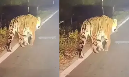 ಮಡಿಕೇರಿ | ಗೋಣಿಕೊಪ್ಪ, ತಿತಿಮತಿ ಭಾಗದಲ್ಲಿ ಹುಲಿ ಸಂಚಾರ : ಗ್ರಾಮಸ್ಥರಲ್ಲಿ ಆತಂಕ