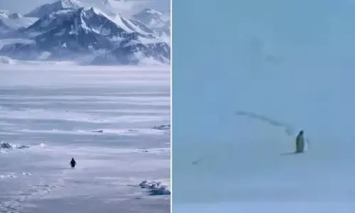 ಜಗತ್ತಿನ ಗಮನ ಸೆಳೆದ ಪೆಂಗ್ವಿನ್ ಪಕ್ಷಿಯ ಒಂಟಿ ನಡಿಗೆ