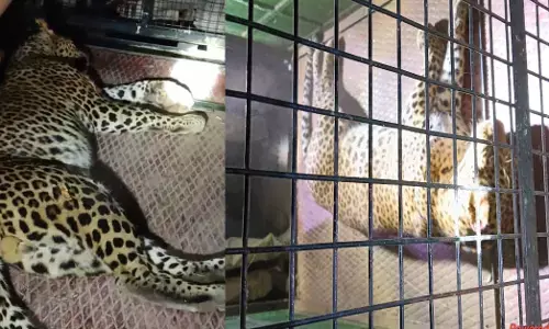 Hubballi | ಜನರಲ್ಲಿ ಆತಂಕ ಮೂಡಿಸಿದ್ದ ಚಿರತೆ ಸೆರೆ