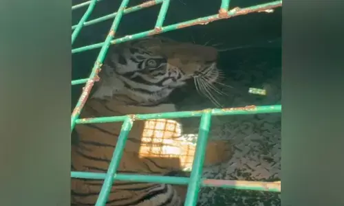 Chamarajanagar | ನಂಜೇದೇವನಪುರ ಬಳಿ 10 ತಿಂಗಳ ಹೆಣ್ಣು ಹುಲಿ ಮರಿ ಸೆರೆ