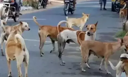 ವಾಡಿ | 4 ಮಕ್ಕಳಿಗೆ ಹುಚ್ಚುನಾಯಿ ಕಡಿತ : ಲಾಡ್ಲಾಪುರ ಗ್ರಾಮದಲ್ಲಿ ಹೆಚ್ಚಿದ ಆತಂಕ