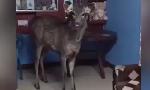 ಚಾಮರಾಜನಗರ : ಆಹಾರ ಅರಸಿ ದಾರಿ ತಪ್ಪಿ ಮನೆಗೆ ನುಗ್ಗಿದ ಕಡವೆ