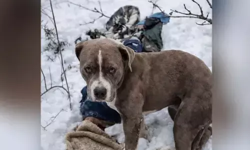 ಹಿಮಾಚಲ ಪ್ರದೇಶ: ಮೈಕೊರೆಯುವ ಚಳಿಯಲ್ಲೂ ಒಡೆಯನ ಶವದ ಬಳಿಯಿಂದ ನಾಲ್ಕು ದಿನ ಕದಲದೇ ನಿಂತ ಶ್ವಾನ