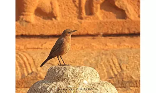 VIJAYANAGARA | ಹಂಪಿಯಲ್ಲಿ ಅಪರೂಪದ ಬ್ರೌನ್ ರಾಕ್ ಚಾಟ್ ಹಕ್ಕಿ ಪತ್ತೆ